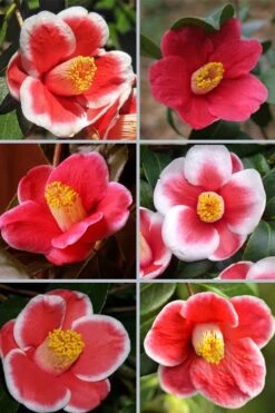 Tama No Ura Weeping Camellia Japonica - 1 Gallon Pot -Green Haven Shop camellia tama no ura sports 1