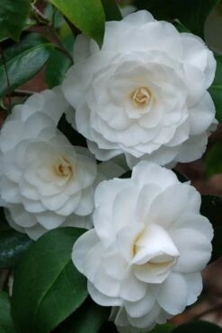 White By The Gate Camellia Japonica - 6 Pack Of 1 Gallon Pot -Green Haven Shop camellia white by the gate 1