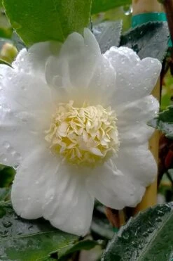 Winter's Snowman Camellia Hybrid - 1 Gallon Pot -Green Haven Shop camellia winters snowman 105 2