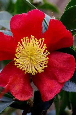 Yuletide Camellia Sasanqua - 7 Gallon Pot (3-4') -Green Haven Shop camellia yuletide best