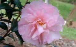 Cotton Candy Camellia Sasanqua - 6 Pack Of 1 Gallon Pots -Green Haven Shop camelliacottoncandy
