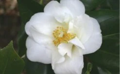 White Empress Camellia Japonica - 1 Gallon Pot -Green Haven Shop camelliawhiteempress
