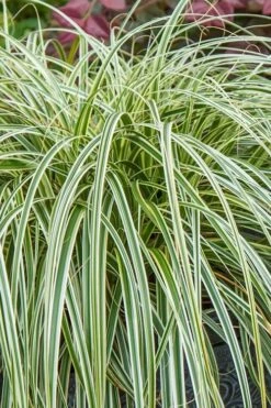 Feather Falls Sedge (Carex Oshimensis) - 5 Pack Of Quart Pots -Green Haven Shop carex oshimensis fetaher falls sedge grass 1