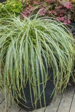 Feather Falls Sedge (Carex Oshimensis) - 5 Pack Of Quart Pots -Green Haven Shop carex oshimensis fetaher falls sedge grass 2