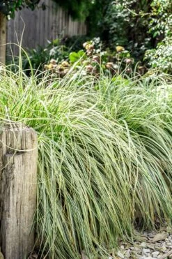 Feather Falls Sedge (Carex Oshimensis) - 5 Pack Of Quart Pots -Green Haven Shop carex oshimensis fetaher falls sedge grass 5