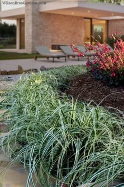 Feather Falls Sedge (Carex Oshimensis) - 5 Pack Of Quart Pots -Green Haven Shop carex oshimensis fetaher falls sedge grass 7