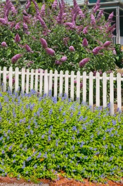 Beekeeper Blue Mist Shrub (Caryopteris) - 3 Gallon Pot 13 Beekeeper Blue Mist Shrub (Caryopteris) - 3 Gallon Pot -Green Haven Shop caryopteris beekeeper bluebeard 5