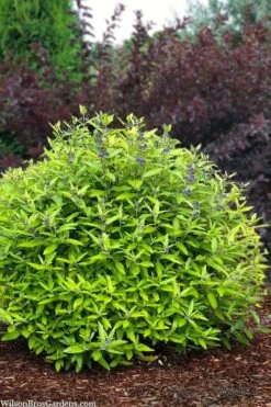 Beekeeper Blue Mist Shrub (Caryopteris) - 3 Gallon Pot 11 Beekeeper Blue Mist Shrub (Caryopteris) - 3 Gallon Pot -Green Haven Shop caryopteris beekeeper bluebeard 6