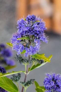 Beekeeper Blue Mist Shrub (Caryopteris) - 3 Gallon Pot 10 Beekeeper Blue Mist Shrub (Caryopteris) - 3 Gallon Pot -Green Haven Shop caryopteris beeker bluebeard 2