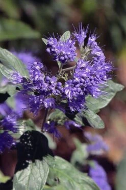 Dark Knight Blue Mist Shrub (Caryopteris) - 3 Gallon Pot -Green Haven Shop caryopteris clandonensis dark knight blue mist shrub 1
