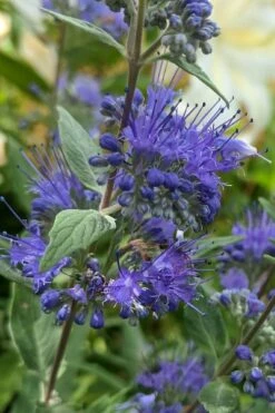 Dark Knight Blue Mist Shrub (Caryopteris) - 3 Gallon Pot -Green Haven Shop caryopteris clandonensis dark knight blue mist shrub 3