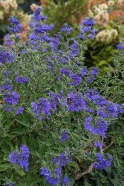 Dark Knight Blue Mist Shrub (Caryopteris) - 3 Gallon Pot -Green Haven Shop caryopteris clandonensis dark knight blue mist shrub 6