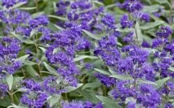 Dark Knight Blue Mist Shrub (Caryopteris) - 3 Gallon Pot -Green Haven Shop caryopteris clandonensis dark knight blue mist shrub 7