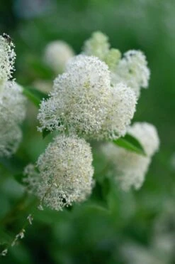 New Jersey Tea Plant (Ceanothus Americanus) - 3 Gallon Pot -Green Haven Shop ceanothus americanus new jersey tea plant 13