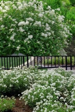 New Jersey Tea Plant (Ceanothus Americanus) - 3 Gallon Pot -Green Haven Shop ceanothus americanus new jersey tea plant 14