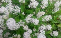 New Jersey Tea Plant (Ceanothus Americanus) - 3 Gallon Pot -Green Haven Shop ceanothus americanus new jersey tea plant 7