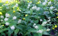 New Jersey Tea Plant (Ceanothus Americanus) - 3 Gallon Pot -Green Haven Shop ceanothus americanus new jersey tea plant 9