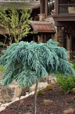 Feelin Blue Deodar Cedar (Single Trunk Tree Form) - 5 Gallon Pot
