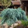 Feelin Blue Deodar Cedar (Single Trunk Tree Form) - 3 Gallon Pot