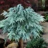 Divinely Blue Deodar Cedar Tree (Single Trunk Topiary) - 5 Gallon Pot