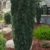 Fastigiata Upright Japanese Plum Yew - 3 Gallon Pot