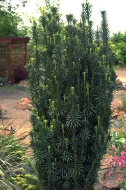 Fastigiata Upright Japanese Plum Yew - 3 Gallon Pot -Green Haven Shop cephalotaxus harringtonia fastigiata upright japanese plum yew 102