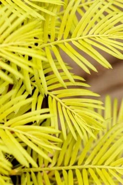 Golden Dragon Plum Yew (Cephalotaxus Harringtonia) - 7 Gallon Pot -Green Haven Shop cephalotaxus harringtonia golden dragon japanese yew 22 1