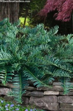 Creeping Japanese Plum Yew (Cephalotaxus Harringtonia 'Prostrata') - 1 Gallon Pot