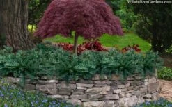 Creeping Japanese Plum Yew (Cephalotaxus Harringtonia 'Prostrata') - 1 Gallon Pot 11 Creeping Japanese Plum Yew (Cephalotaxus Harringtonia 'Prostrata') - 1 Gallon Pot -Green Haven Shop cephalotaxus harringtonia prostrata creeping japanese yew 33