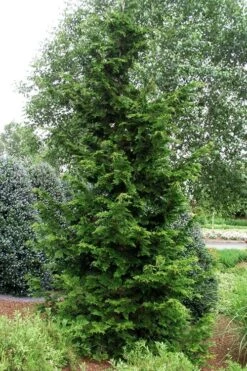 Slender Hinoki Cypress - 6 Pack Of 1 Gallon Pots -Green Haven Shop chamaecyparis obtusa gracilis slender hinoki cypress 101 1