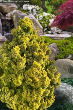 Golden Dwarf Hinoki Cypress - Chamaecyparis Obtusa 'Nana Lutea' - 2 Gallon Pot 9 Golden Dwarf Hinoki Cypress - Chamaecyparis Obtusa 'Nana Lutea' - 2 Gallon Pot -Green Haven Shop chamaecyparis obtusa nana lutea 100 1