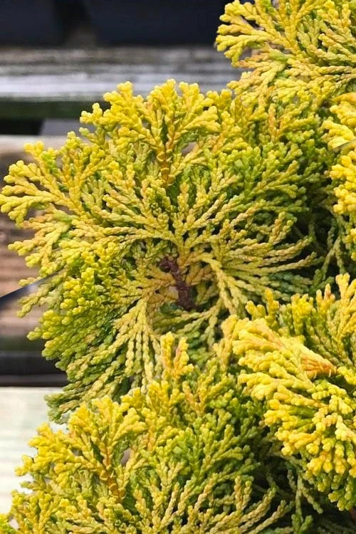 Golden Dwarf Hinoki Cypress - Chamaecyparis Obtusa 'Nana Lutea' - 2 Gallon Pot 4 Golden Dwarf Hinoki Cypress - Chamaecyparis Obtusa 'Nana Lutea' - 2 Gallon Pot - Image 4