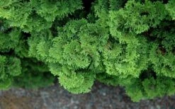 Tempelhof Hinoki Cypress - 3 Gallon Pot -Green Haven Shop chamaecyparis obtusa tempelhof hinoki cypress 100