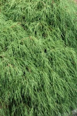 Green Thread Cypress (Chamaecyparis Pisifera Filifera) - 3 Gallon Pot -Green Haven Shop chamaecyparis pisifera filifera green thread cypress 3