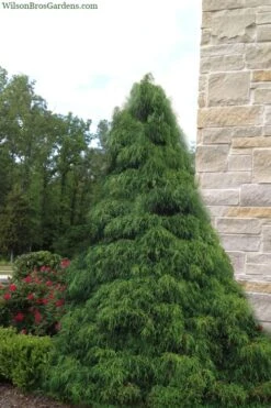 Green Thread Cypress (Chamaecyparis Pisifera Filifera) - 3 Gallon Pot -Green Haven Shop chamaecyparis pisifera filifera green thread cypress 4