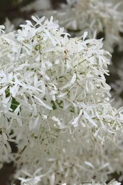 China Snow Chinese Fringe Tree (Chionanthus Retusus) - 7 Gallon Pot (6-7') -Green Haven Shop chionanthus retusus china snow chinese fringe tree 1