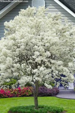 China Snow Chinese Fringe Tree (Chionanthus Retusus) - 7 Gallon Pot (6-7')