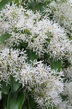 China Snow Chinese Fringe Tree (Chionanthus Retusus) - 7 Gallon Pot (6-7') -Green Haven Shop chionanthus retusus china snow chinese fringe tree 5
