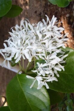 Tokyo Tower Chinese Fringe Tree (Chionanthus Retusus) - 7 Gallon Pot (4-5') -Green Haven Shop chionanthus retusus tokyo tower chinese fringe tree 4 2