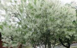 Grancy Graybeard - White Fringe Tree - 3 Gallon Pot -Green Haven Shop chionanthus virginicus grancy greybeard multi stem tree 4