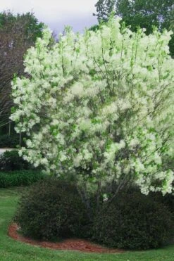 Grancy Graybeard - White Fringe Tree - 3 Gallon Pot -Green Haven Shop chionanthus virginicus grancy greybeard multi stem tree 5