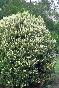 Summersweet Clethra (Sweet Pepperbush) - 1 Gallon Pot -Green Haven Shop clethra alnifolia summersweet sweet pepper bush 3