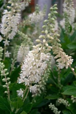 Summersweet Clethra (Sweet Pepperbush) - 1 Gallon Pot -Green Haven Shop clethra alnifolia summersweet sweet pepper bush 8