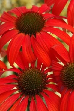 Tomato Soup Coneflower (Echinacea) - 1 Gallon Pot -Green Haven Shop coneflower tomato soup 500x750 1