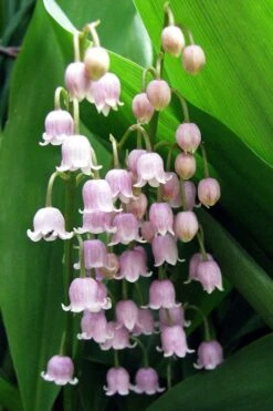 Pink Lily Of The Valley (Convallaria Majalis 'Rosea') - 1 Gallon Pot -Green Haven Shop convallaria majalis rosea pink lily of the valley 1
