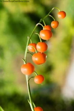 Pink Lily Of The Valley (Convallaria Majalis 'Rosea') - 1 Gallon Pot -Green Haven Shop convallaria majalis rosea pink lily of the valley 5