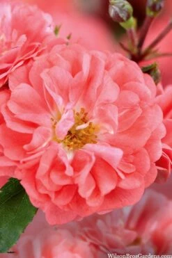 Coral Drift Groundcover Rose - 1 Gallon Pot -Green Haven Shop coral drift rose 101