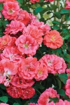 Coral Drift Groundcover Rose - 1 Gallon Pot -Green Haven Shop coral drift rose 102