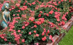 Coral Drift Groundcover Rose - 1 Gallon Pot -Green Haven Shop coral drift rose 104