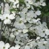 Jean's Appalachian Snow White Dogwood Tree - 7 Gallon Pot (4-5')